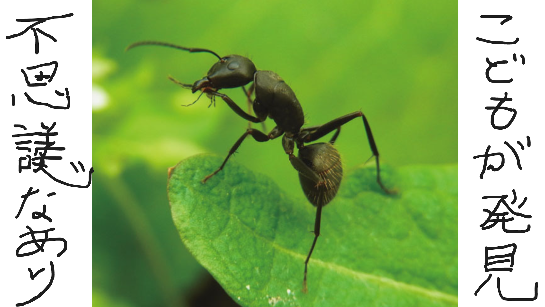 子供が発見！不思議な蟻 アイキャッチ画像
